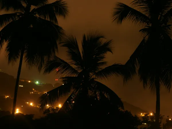 Palmeras y ciudad de noche